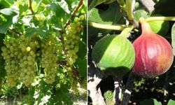 Yerli incir ve üzüm çeşidine tescil